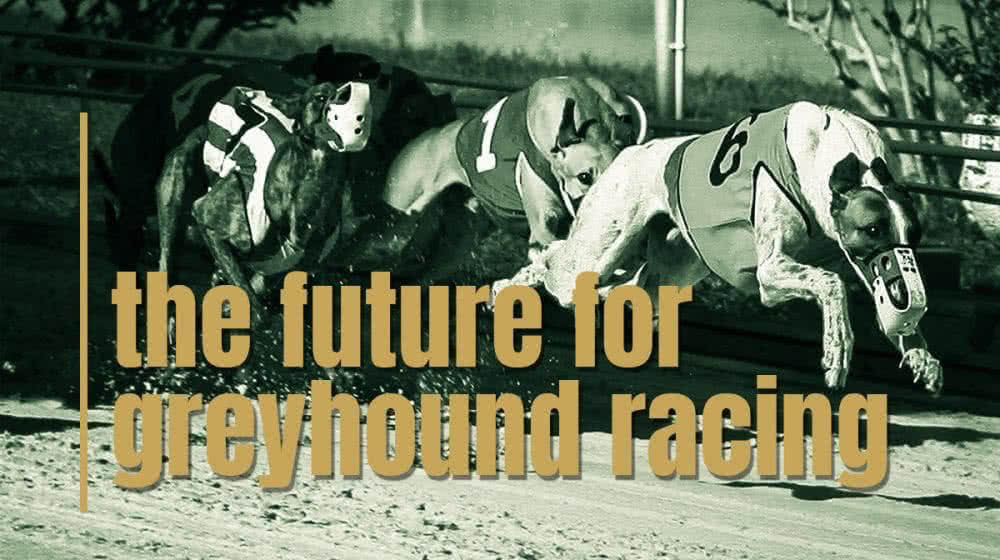 greyhound racing NZ